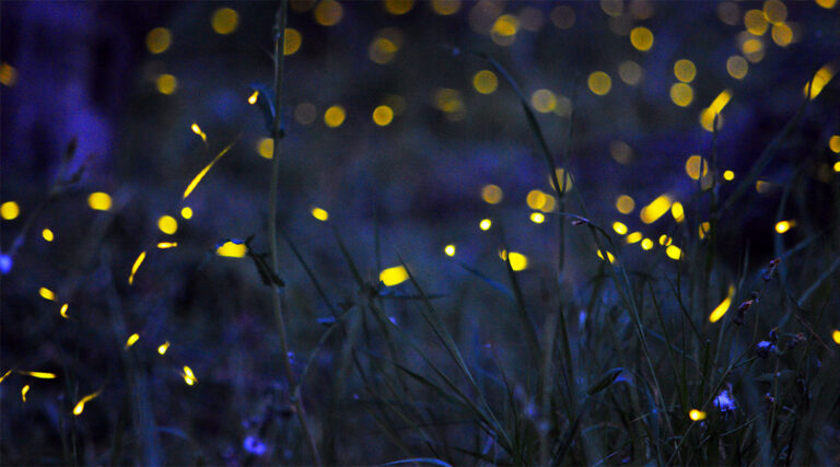 Scopri di più sull'articolo Pedalata con le lucciole: pura magia