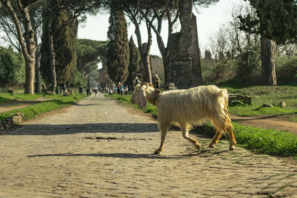 Traffic Crossing on the Via Appia Antica