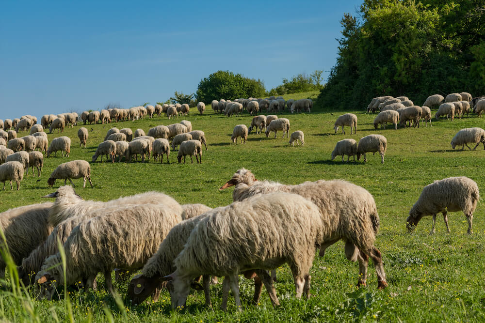 Sheep in the Caffarella Valley