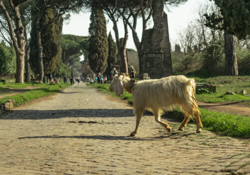 🌿 5 Reasons to Visit the Appian Way Regional Park Starting from Our Official Tourism Center